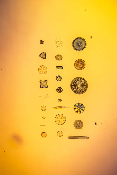 Diatomáceas Microscópicas Minúsculas Gotas Água — Fotografia de Stock