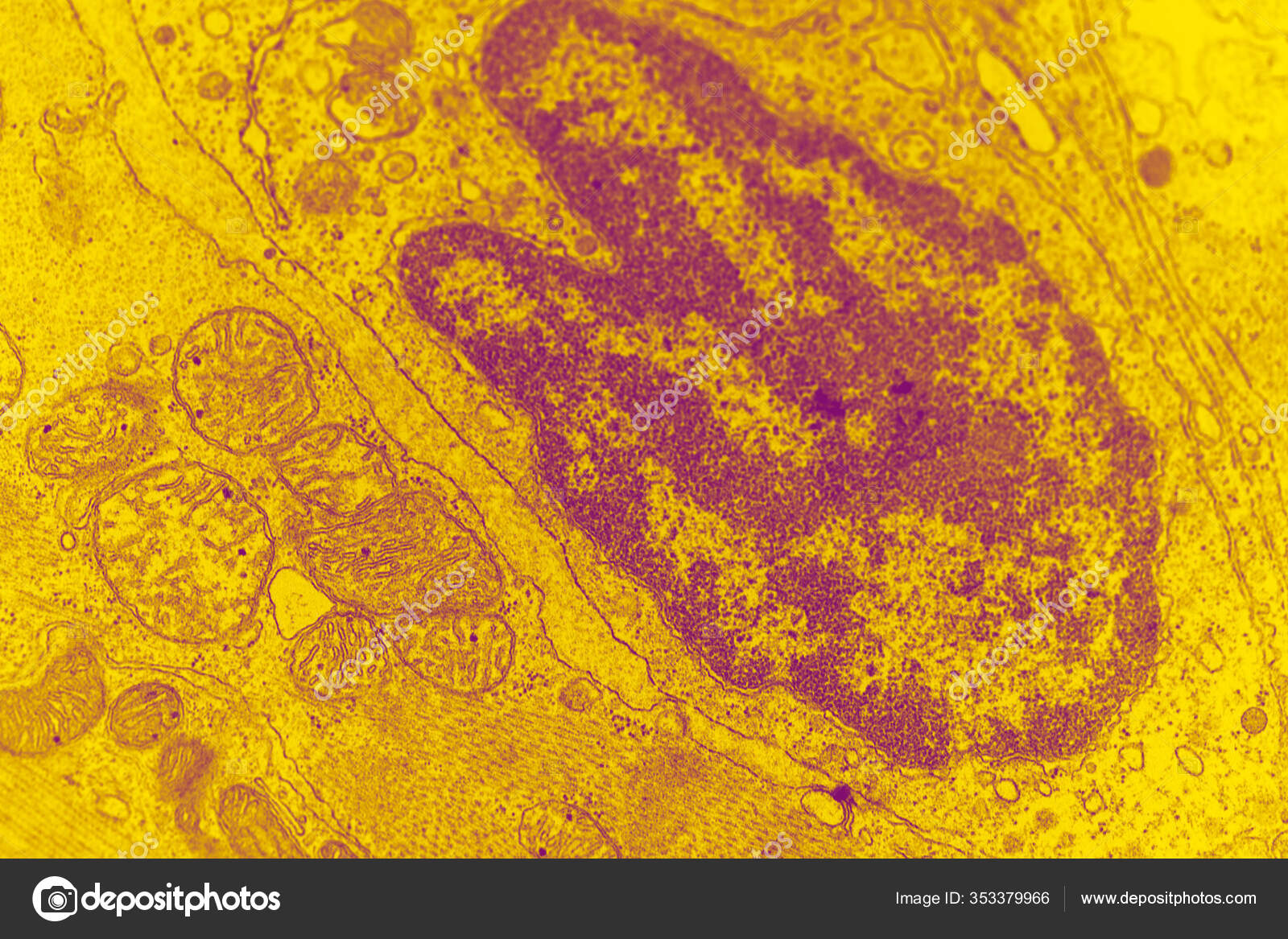 animal cell electron microscope