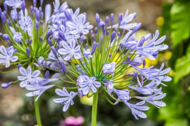Çiçekli afrika mavisi zambak