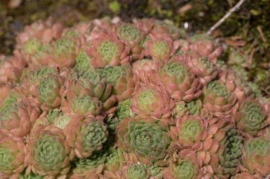 Kaya bahçesi bitkisi su deposu gibi.