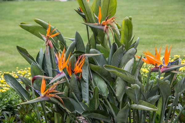 Strelizie Orange Beak Shaped Flowers — Stock Photo, Image