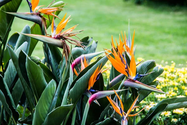 Strelizie Orange Beak Shaped Flowers — Stock Photo, Image