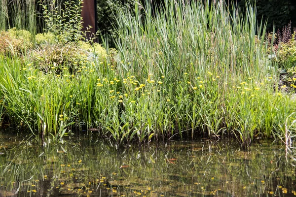 Étang Dans Une Zone Humide Avec Des Quenouilles Dans Zone — Photo