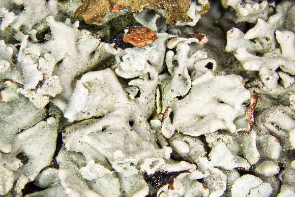 White Green Lichen Tree Bark — Stock Photo, Image