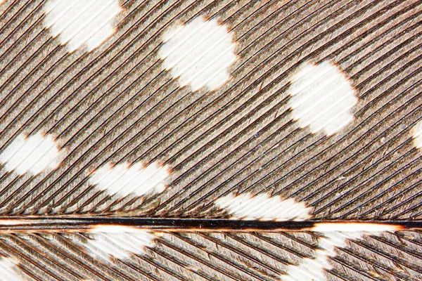 Braun Weiß Gepunktete Perlhuhnfeder Bei Hoher Vergrößerung — Stockfoto