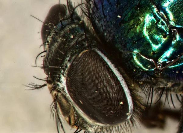 Housefly Com Olhos Compostos Alta Ampliação — Fotografia de Stock