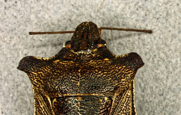 Shrub Bug Antennas Compound Eyes High Magnification — Stock Photo, Image