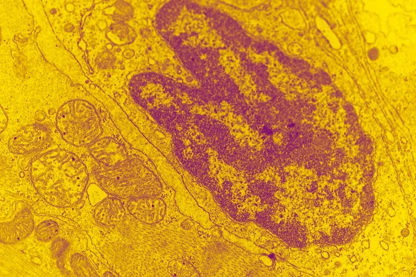 核や細胞小器官を持つ動物細胞の電子顕微鏡像 — ストック写真