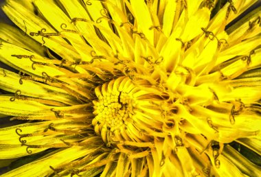 Dil yapraklı sarı karahindiba çiçekleri