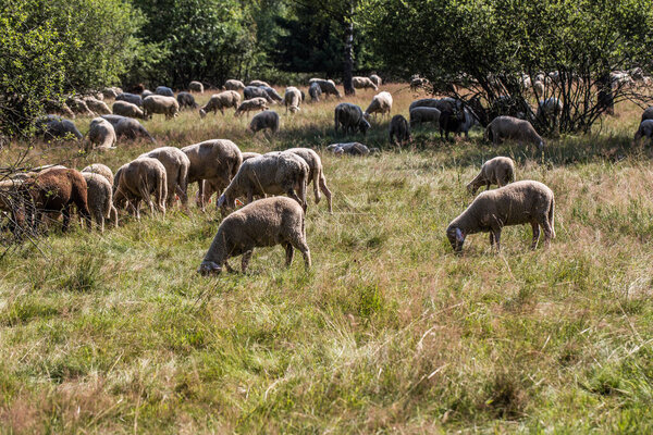 Стадо овец пасется на зеленом лугу
