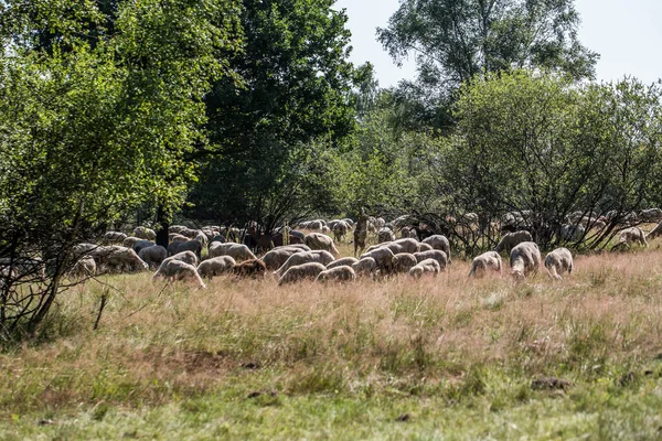 Flock Får Betar Den Gröna Ängen — Stockfoto