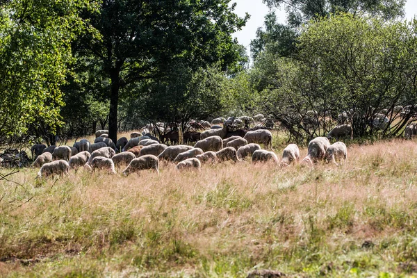 Flock Får Betar Den Gröna Ängen — Stockfoto