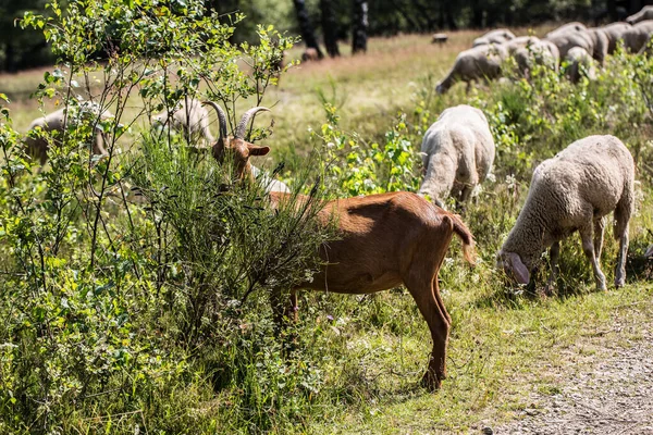 Flock Får Betar Den Gröna Ängen — Stockfoto