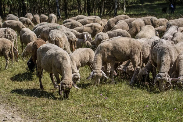 Schafherde Weidet Auf Der Grünen Wiese — Stockfoto