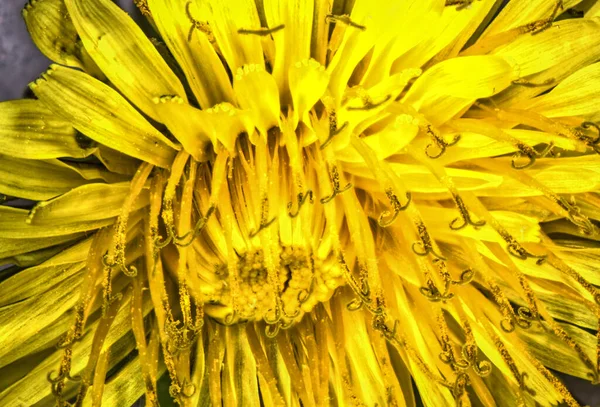 Bunga Kuning Dandelion Dengan Kelopak Lidah — Stok Foto