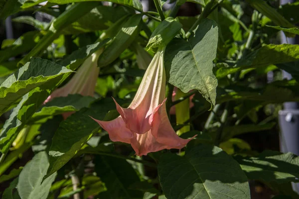 Trujący Kwiat Trąbki Żółtymi Kwiatami Kształcie Calyx — Zdjęcie stockowe