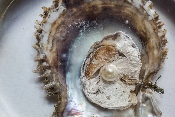 Opened Oyster Pearl — Stock Photo, Image