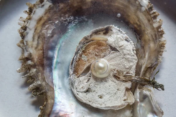 opened oyster with pearl inside