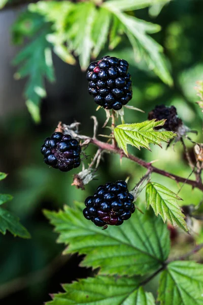 Blackberry bushes with thorns and black fruits
