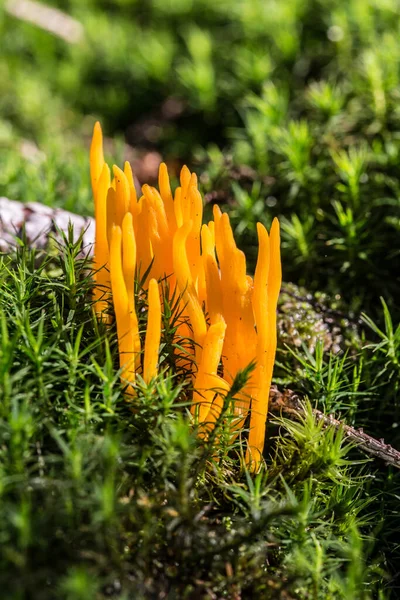yellow coral mushrooms in green star moss