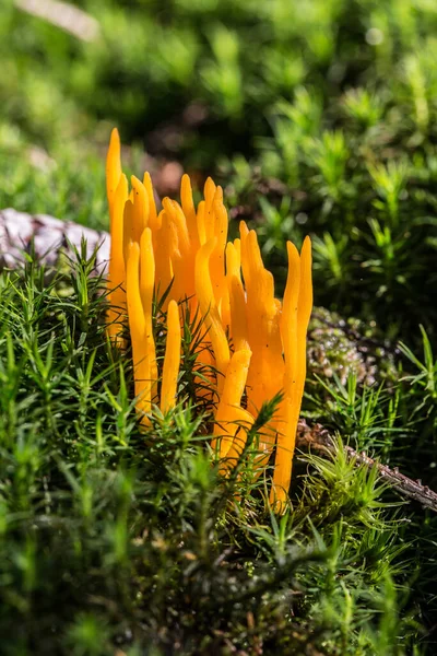 yellow coral mushrooms in green star moss