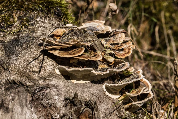 Funghi Albero Che Distruggono Legno Legno Morto — Foto Stock