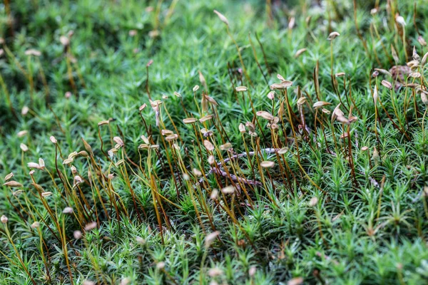 Cuscino Verde Muschio Con Gocce Rugiada Nella Foresta Conifere Autunnale — Foto Stock