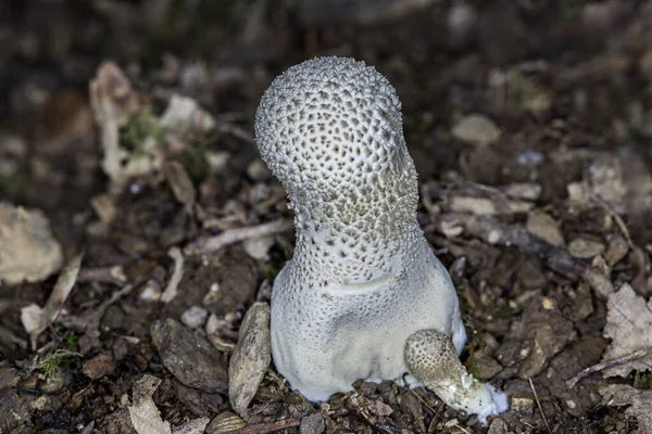 Essbare Pilze Mit Pilzköpfen Auf Dem Waldboden — Stockfoto