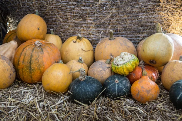 Giant Autumn Pumpkins Thanksgiving Day — Stock Photo, Image