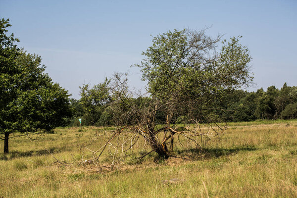 individual trees in the moorland