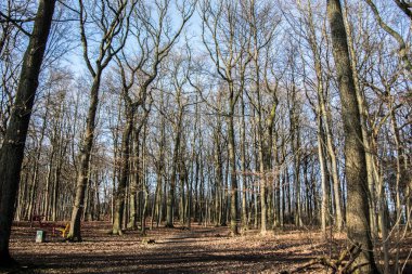 Mavi gökyüzünün altında kışın güneşli hafif bir orman.