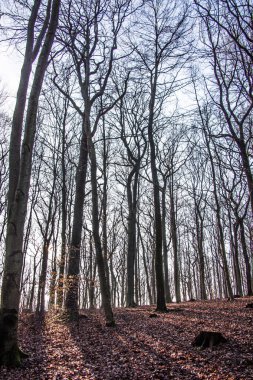 Mavi gökyüzünün altında kışın güneşli hafif bir orman.