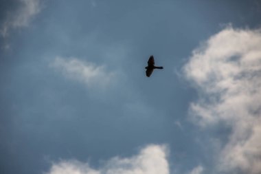 Kerkenez mavi gökyüzünde görkemli bir şekilde süzülür.