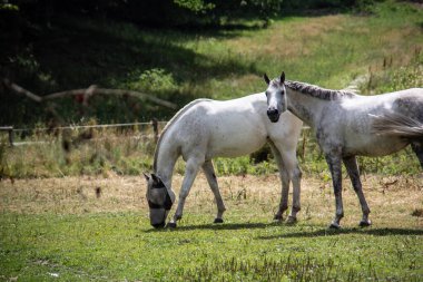 Otlaktaki beyaz atlar