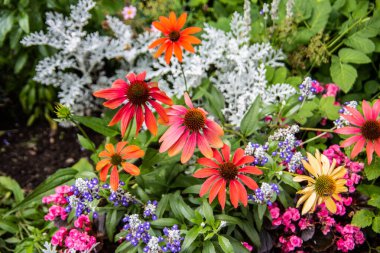 Parkta kırmızı ve sarı koni çiçekleri