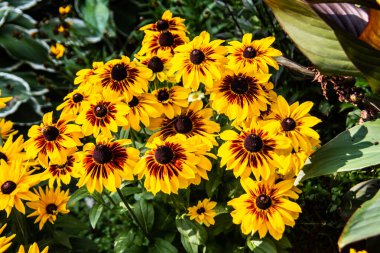 Parkta kırmızı ve sarı koni çiçekleri