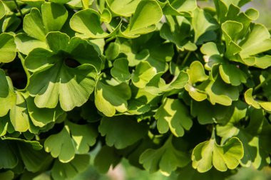 yeşil ginko ağacı yaprakları