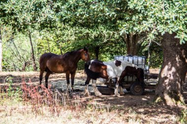 Otlakta beyaz yeleli kahverengi atlar