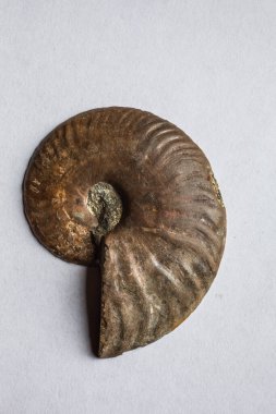 Taşlaşma ateşlendi, 150 milyon yaşında, Bavyera