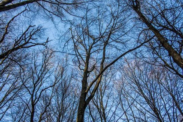 Floresta Clara Sob Céu Azul Com Sol Ventoso — Fotografia de Stock