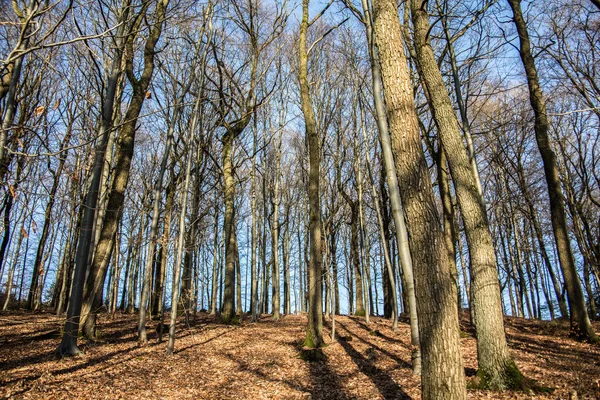 Bosque Claro Bajo Cielo Azul Con Sol Invernal —  Fotos de Stock