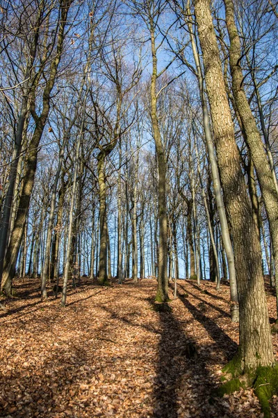 Forêt Claire Sous Ciel Bleu Avec Soleil Hivernal — Photo