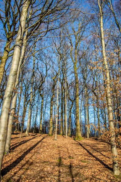 Bosque Claro Bajo Cielo Azul Con Sol Invernal — Foto de Stock