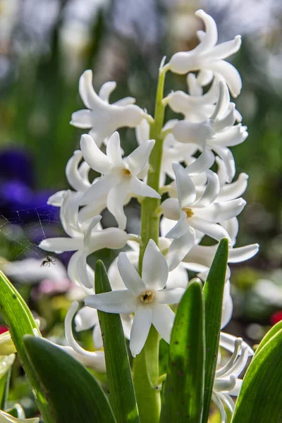 Hyacinty Záhonu Květin — Stock fotografie