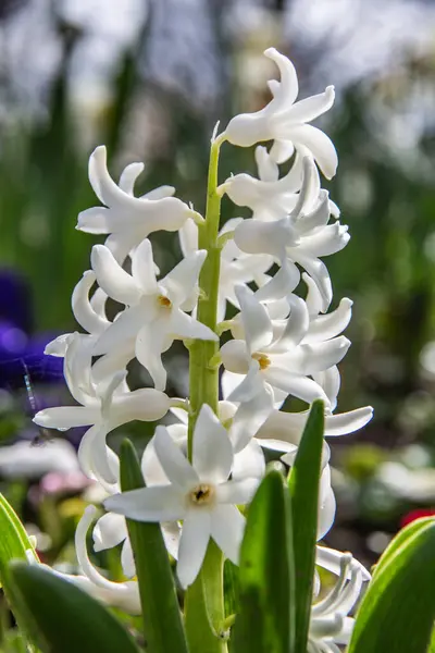 Hyacinty Záhonu Květin — Stock fotografie
