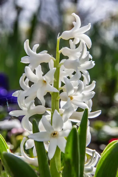 Jacintos Macizo Flores — Foto de Stock