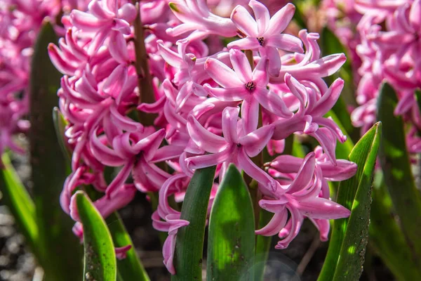 Hyacinty Záhonu Květin — Stock fotografie