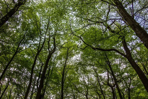 Πράσινο Θόλο Φυλλοβόλων Δέντρων Καλοκαίρι Κάτω Από Ένα Μπλε Ουρανό — Φωτογραφία Αρχείου
