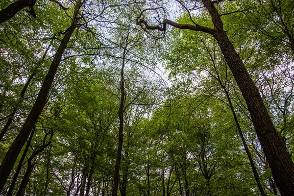 Dossel Verde Árvores Caducas Verão Abaixo Céu Azul — Fotografia de Stock