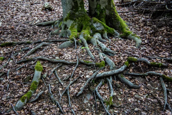 Lövträd Med Spridda Knoppiga Rötter — Stockfoto